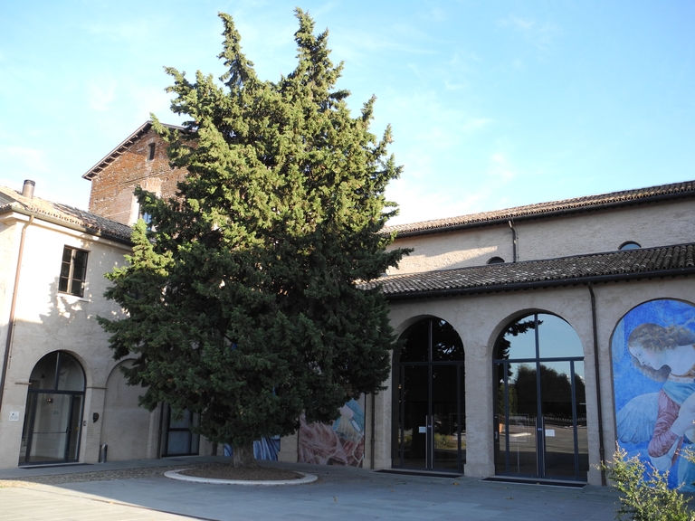 Cipresso davanti al convento di San Domenico